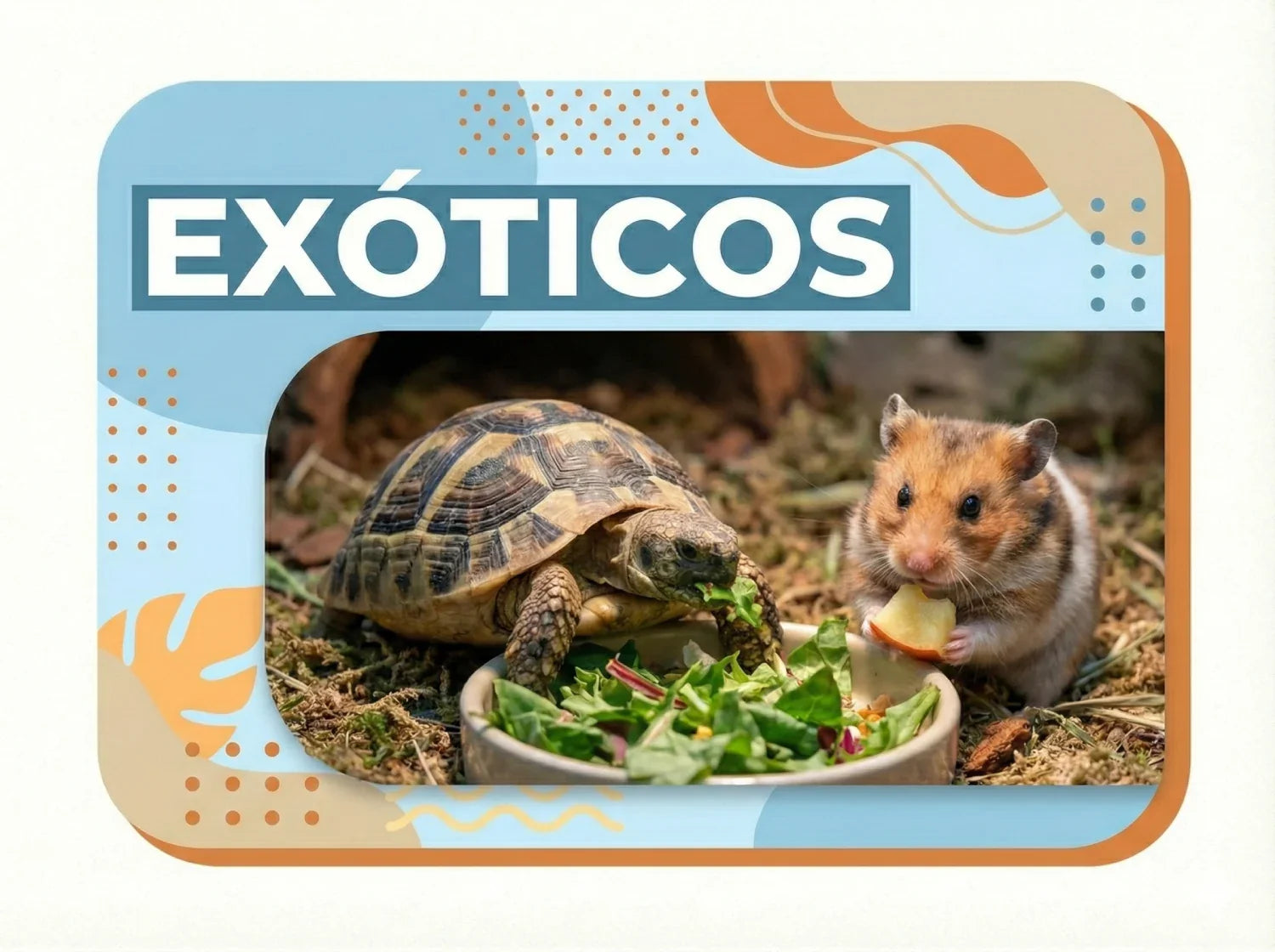 🦎Exóticos