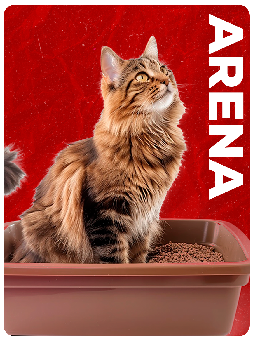 Categoría