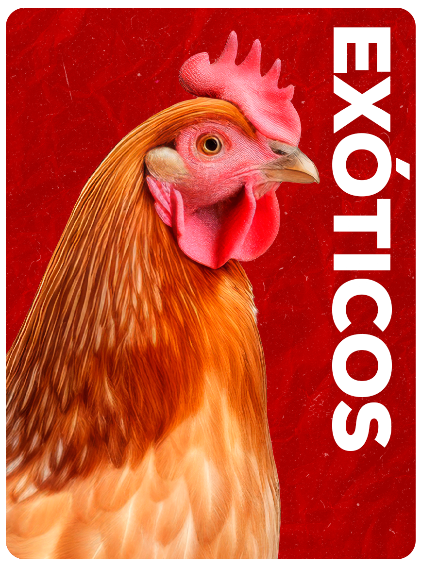Categoría